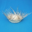 Beach Comber Straw Hat